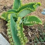 Kalanchoe laetivirens برگ