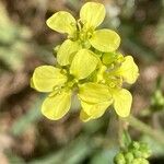 Rapistrum rugosum Flower