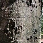 Celtis africana 樹皮