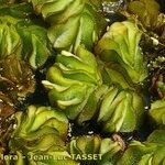 Salvinia molesta Blatt