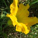 Cucurbita maxima Flor