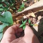 Pseuderanthemum variabile Blad