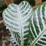 Aphelandra squarrosa Leaf