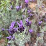 Lavandula stoechasÇiçek