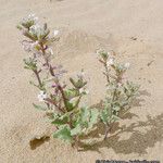 Dithyrea californica Агульны выгляд