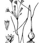 Allium parciflorum अन्य