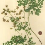 Thalictrum foetidum आदत