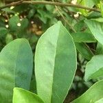 Brunfelsia uniflora Leaf