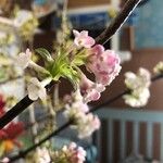 Viburnum farreriFlower