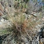 Festuca filiformis Habitat