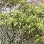 Phylica buxifolia
