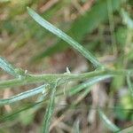 Gnaphalium sylvaticum Leaf