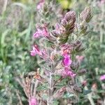 Teucrium × lucidrys Flors