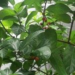 Ficus erecta Gyümölcs