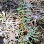 Astragalus austriacus Leaf