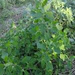 Chenopodium albumFuelha