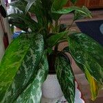 Dieffenbachia seguine Levél