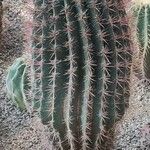 Ferocactus pilosus Агульны выгляд