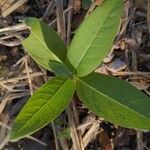 Asclepias purpurascens Leaf