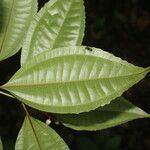 Miconia lateriflora Feuille