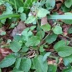 Symphytum grandiflorum Habit