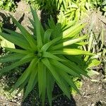 Lilium lancifolium Blad