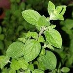 Origanum majorana पत्ता