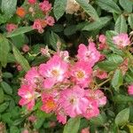 Rosa setigera Flower