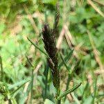 Poa cenisia Fruchs