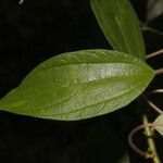 Pouzolzia guatemalana Leaf