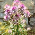 Ptilostemon hispanicus Flower