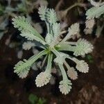 Achillea umbellata Deilen