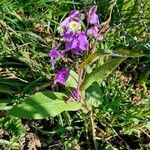 Orychophragmus violaceus Flor