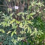 Sambucus nigra Folha