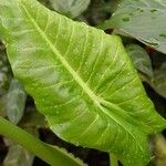 Colocasia esculenta 叶