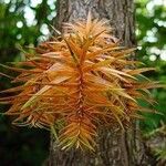 Cunninghamia lanceolata 葉