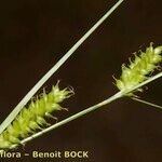 Carex punctata Fruitua