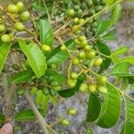 Tapirira guianensis Fruit