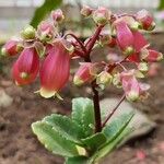 Kalanchoe miniata Blüte