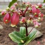 Kalanchoe miniata Цвят