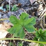 Malva setigera Leaf