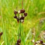 Juncus alpinoarticulatus Цвят