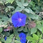 Ipomoea hederacea Bloem