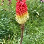 Kniphofia × praecox Flower