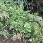 Selaginella sinuosa Alkat (teljes növény)
