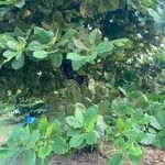 Terminalia catappa List
