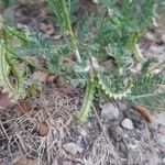 Biserrula pelecinus Fruit