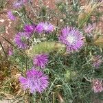 Galactites tomentosusBlomst