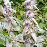 Stachys byzantinaCvet