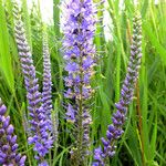 Veronica longifolia 花